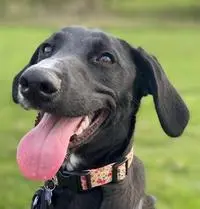 Charli_Puppydog